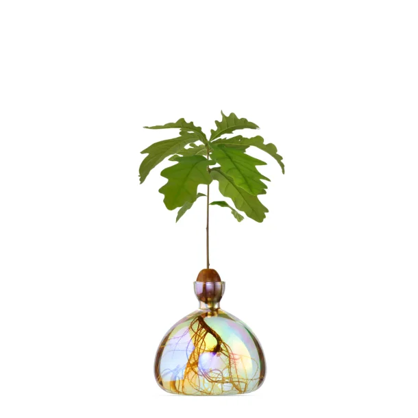 Ilex Studio - Vase - Agern