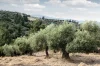 Aeolis